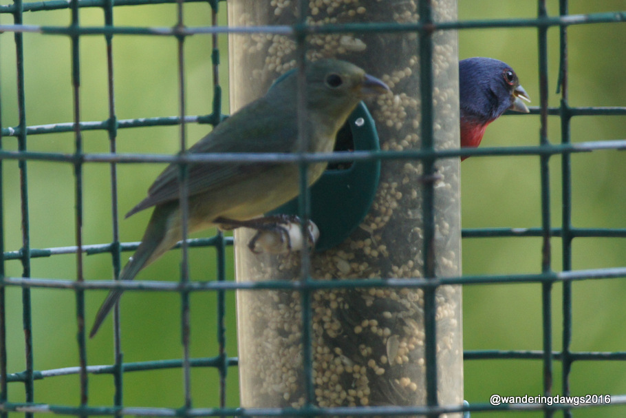 Pair of Painted Buntings