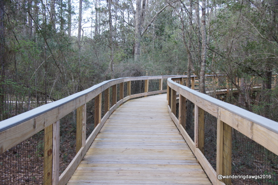 Curve in Boardwalk at Falling Waters State , Florida