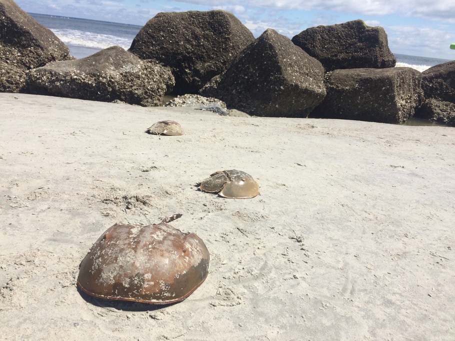 Horseshoe Crabs on the beach