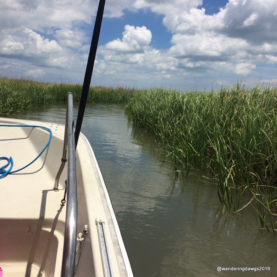 Riding through the salt marsh