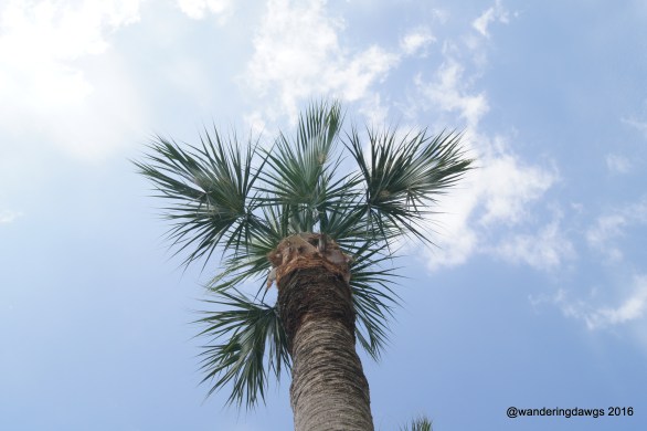 Looking up at one of my favorite palm trees