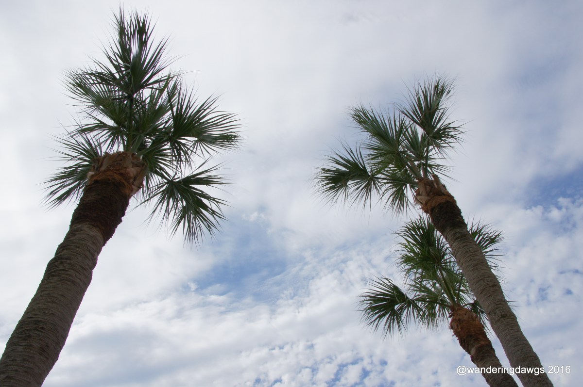 Look up at the palm trees