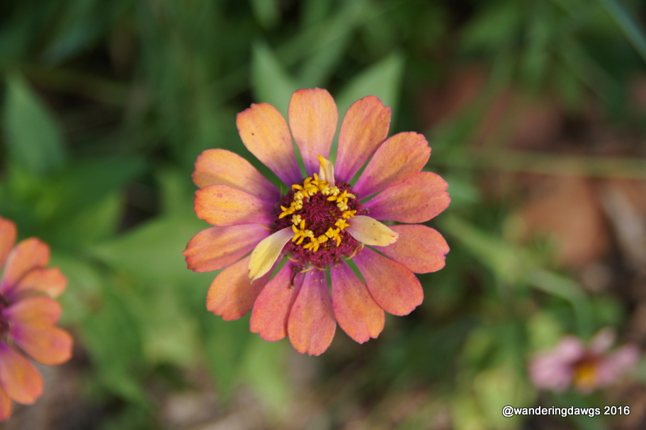 Blooms in the Briar Patch