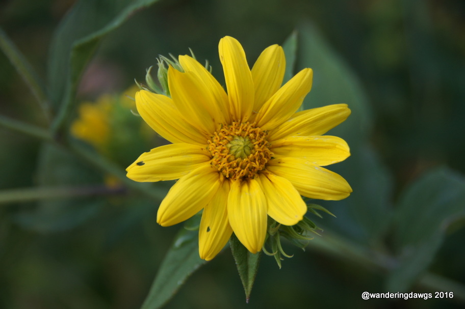 Butterflies and Blooms in the Briar Patch Wandering Dawgs