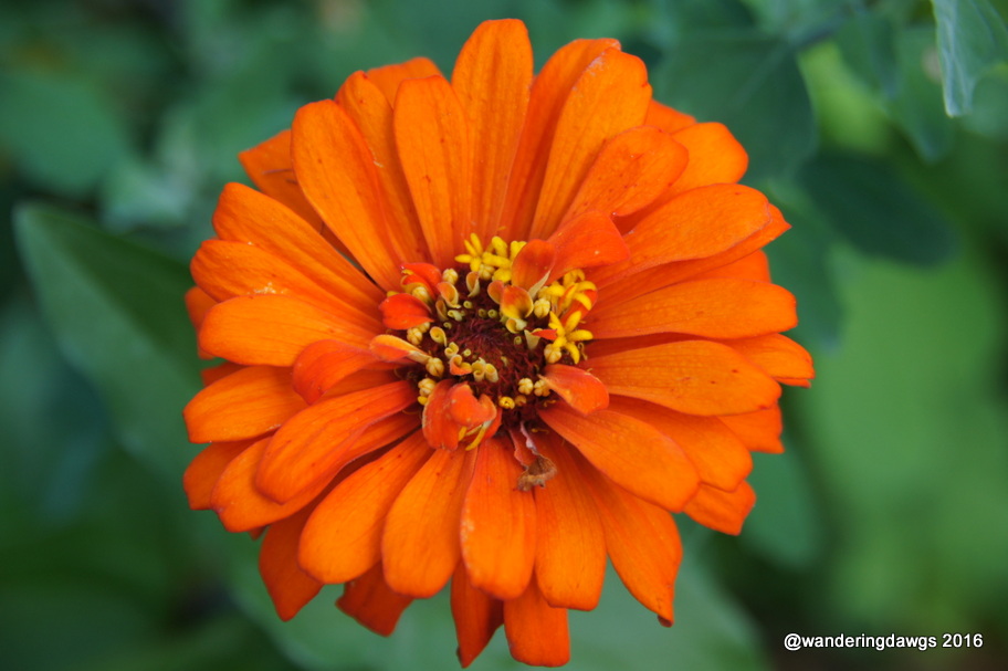 Mexican Sunflower
