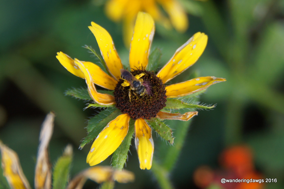 Bee on Black Eyed Susan