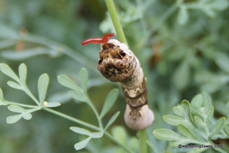 Giant Swallowtail Caterpillar