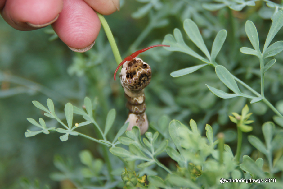 Giant Swallowtail Caterpillar