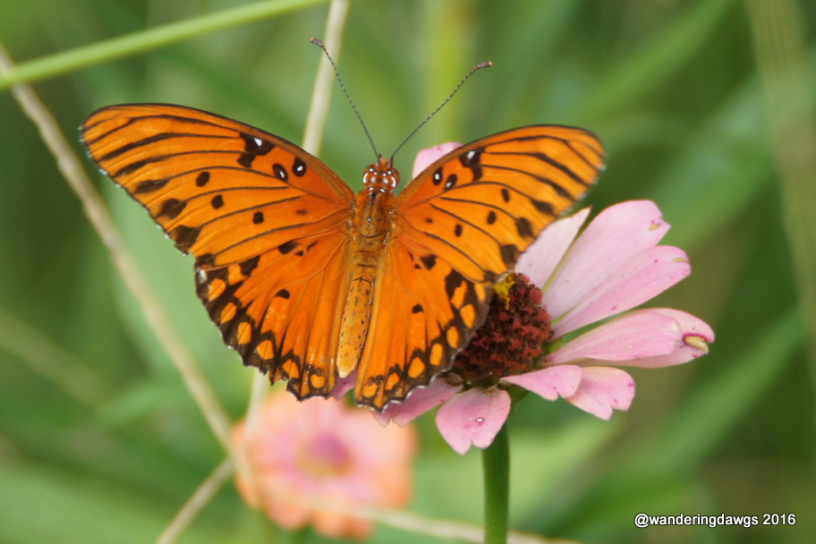 Butterflies and Blooms in the Briar Patch Wandering Dawgs