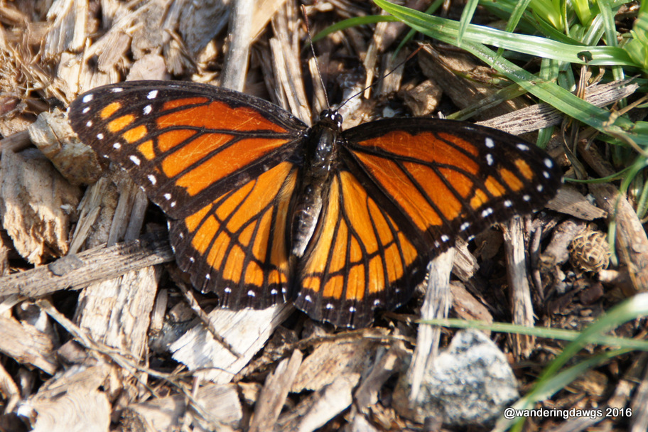 Viceroy in the Briar Patch