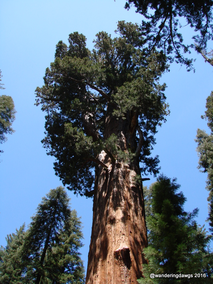 Sequoia National Park, California