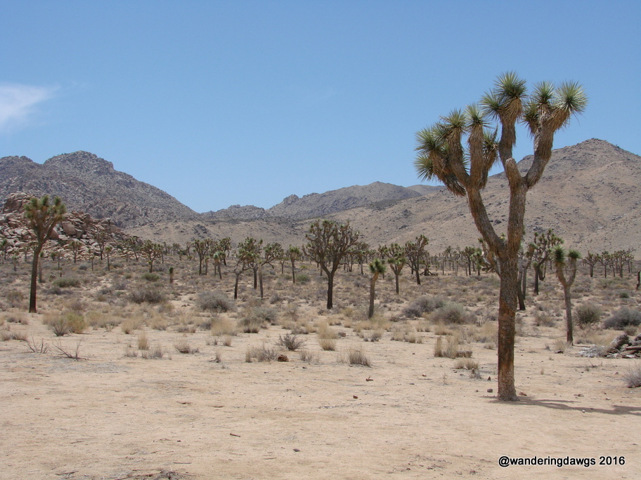 Joshua Tree National Park, California