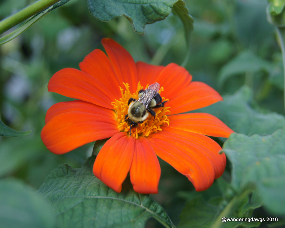 Bee on Mexican Sunflower