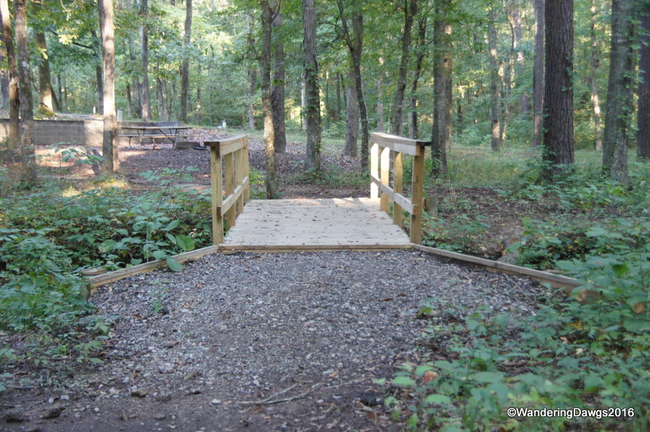Early morning walk in the woods
