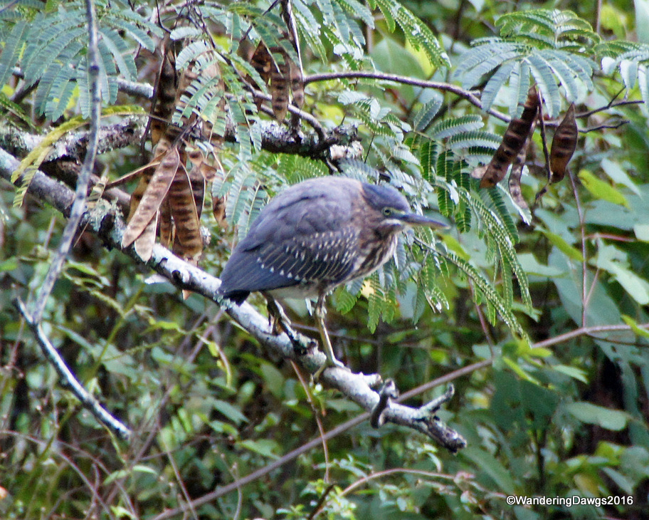 Spotted this Heron on our last morning