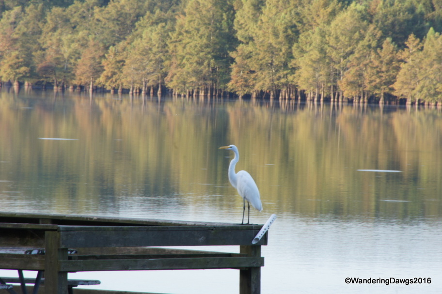 Egret on the fishing dock