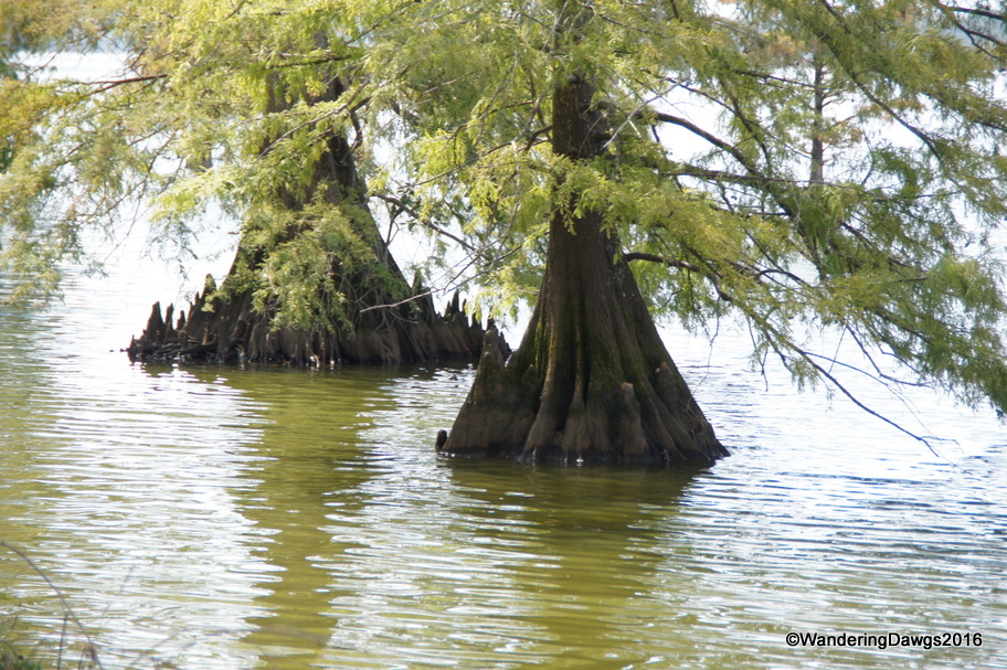 Cypress trees at Lake Chicot