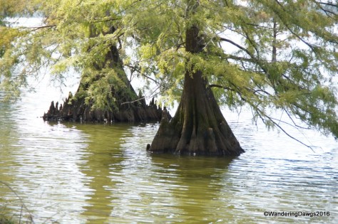 Cypress trees at Lake Chicot