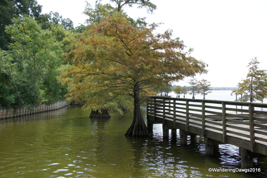 Cypress trees at Lake Chico