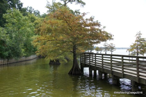 Cypress trees at Lake Chico