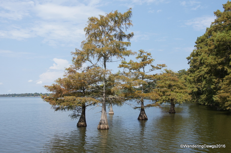 Cypress trees at Lake Chicot
