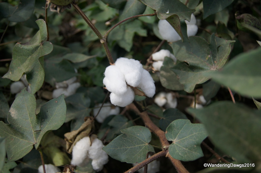 Cotton is the number one crop in the Mississippi Delta