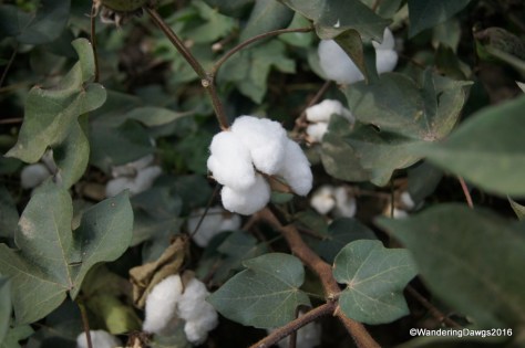 Cotton is the number one crop in the Mississippi Delta
