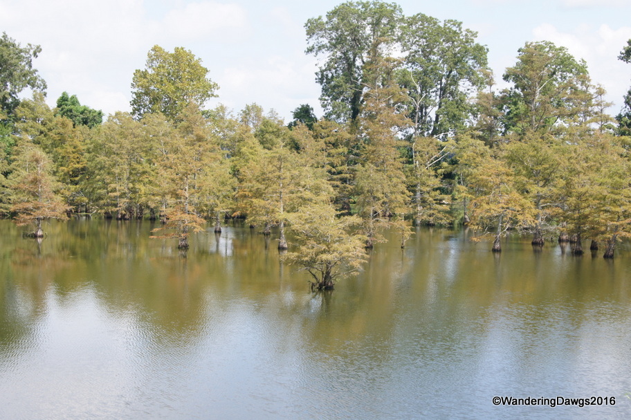 Borrow Pit beside the levee