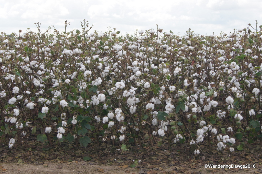 Fields of cotton as far as the eye can see