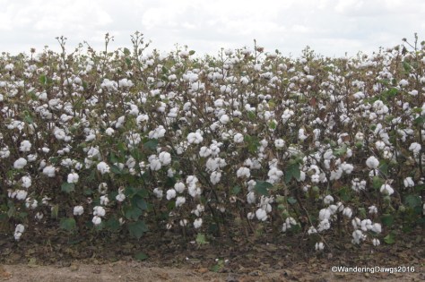 Fields of cotton as far as the eye can see