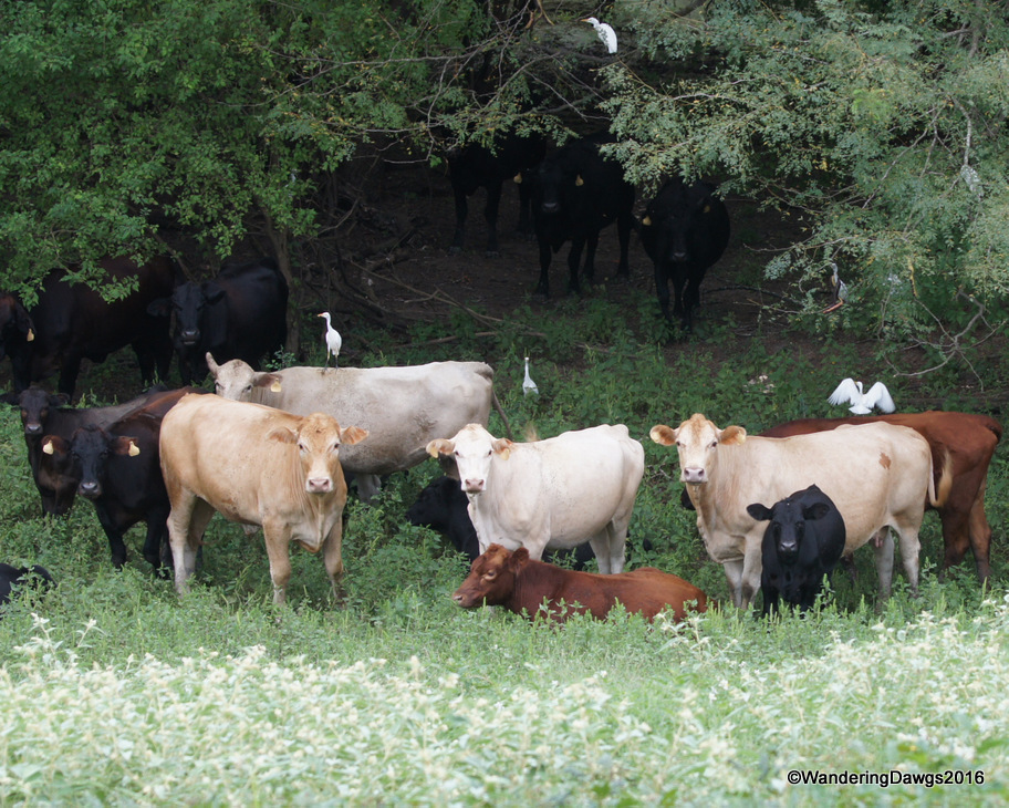 Cattle with Cattle Egrets beside the levee