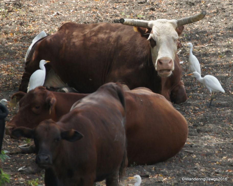 Cattle with Cattle Egrets beside the levee