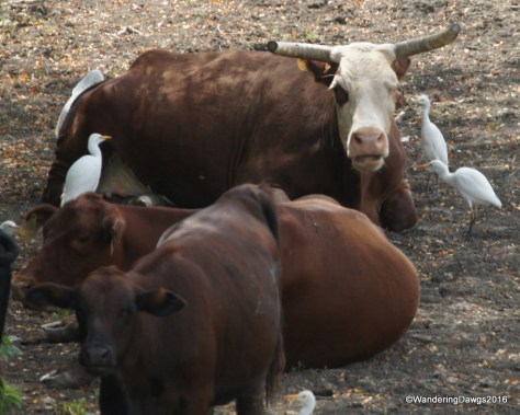 Cattle with Cattle Egrets beside the levee