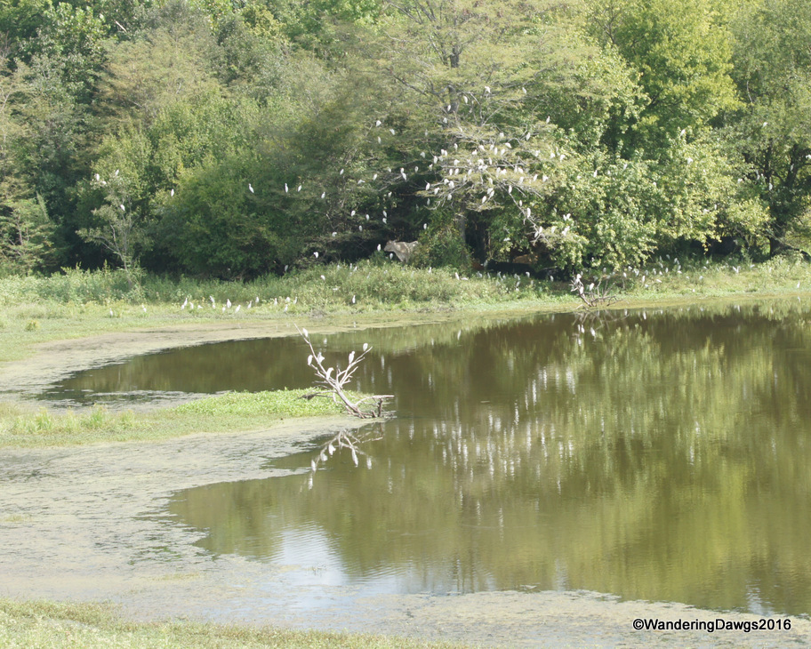 Egrets flocked to the trees beside the borrow pits