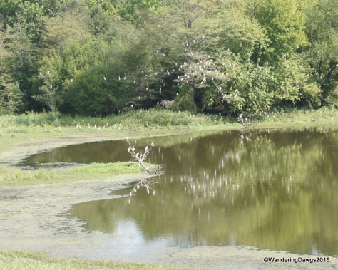 Egrets flocked to the trees beside the borrow pits