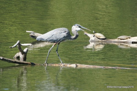 Great Blue Heron with two turtles