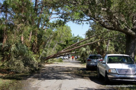 Big trees were blocking roads in our neighborhood