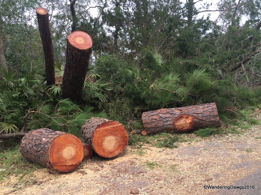 A lot of big trees had to be cut up