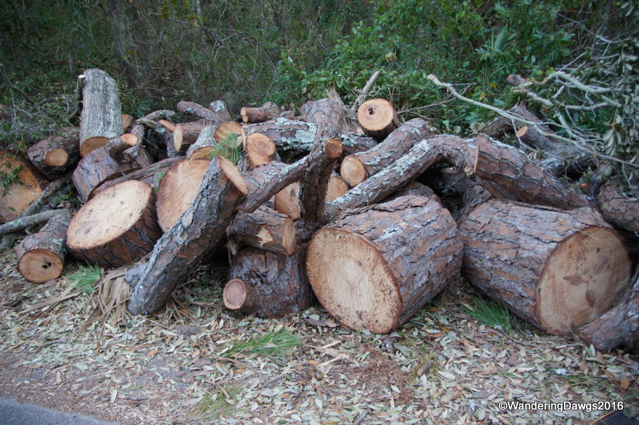 A familiar site in the neighborhood