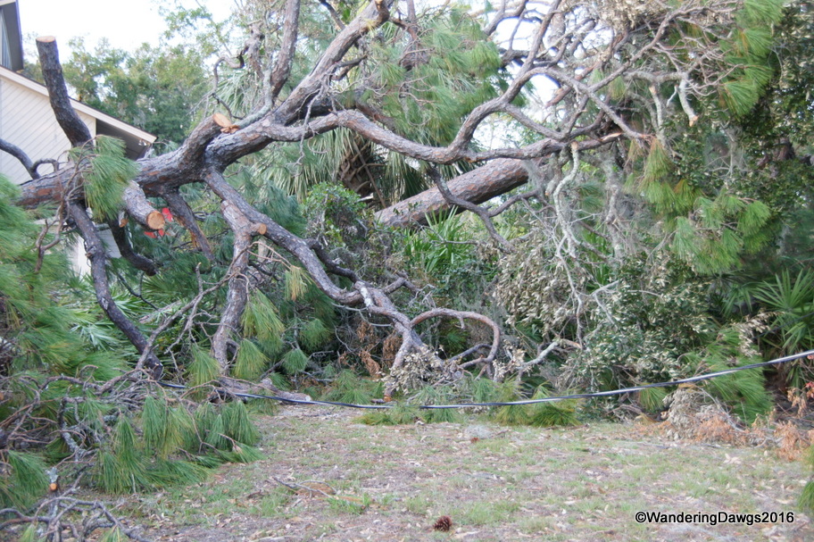 Downed power line in a neighbor's yard