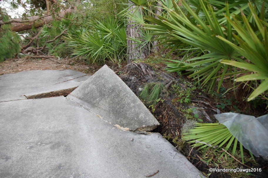 A downed tree damaged a driveway
