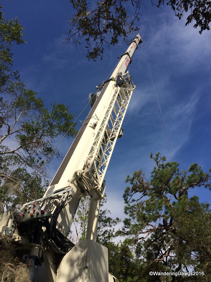 Cranes were brought in to lift the giant trees