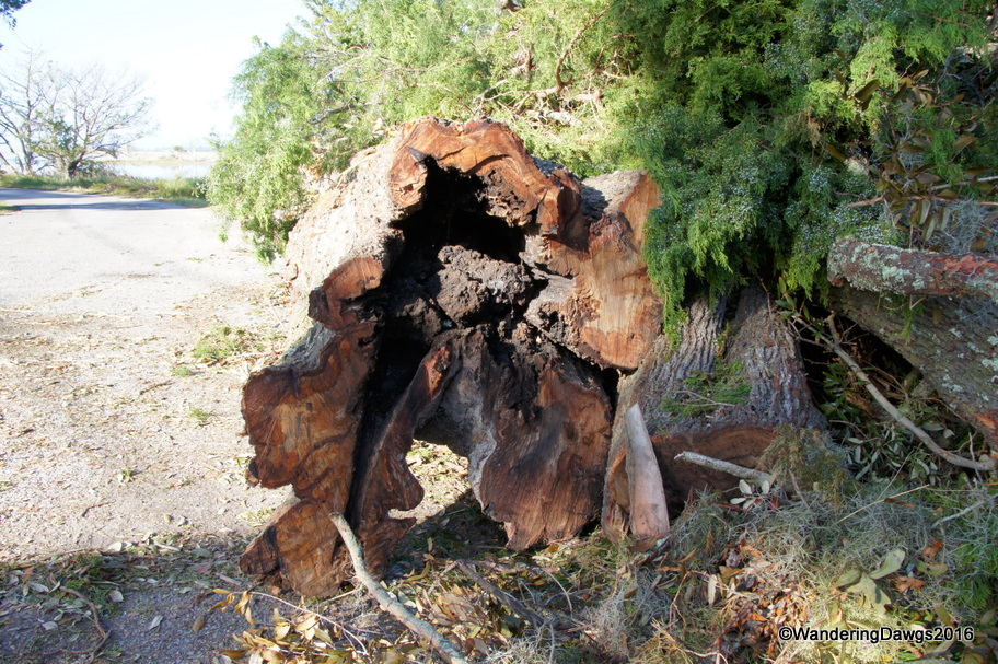 What's left of one of the giant trees