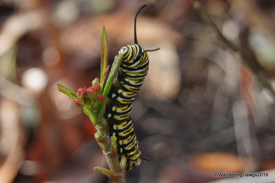 Monarch Caterpillar on Milkweed - December 15, 2016