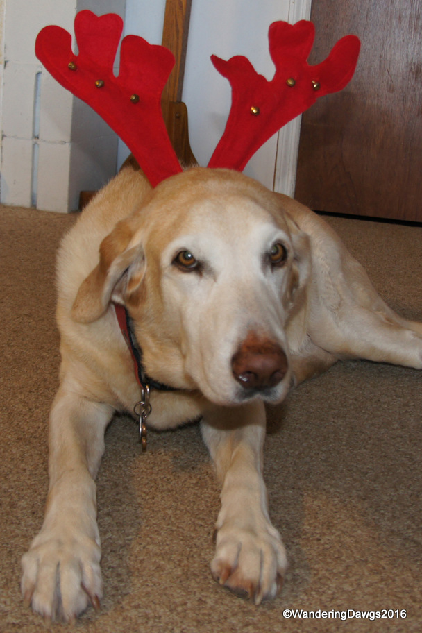 Merry Christmas from Wandering Dawgs