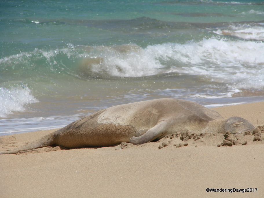 Hawaiian Monk Seal on the north shore of Kauai