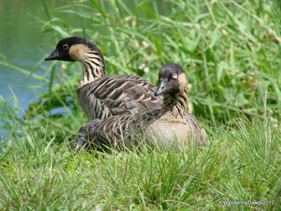 The Ne Ne is the State bird of Hawaii