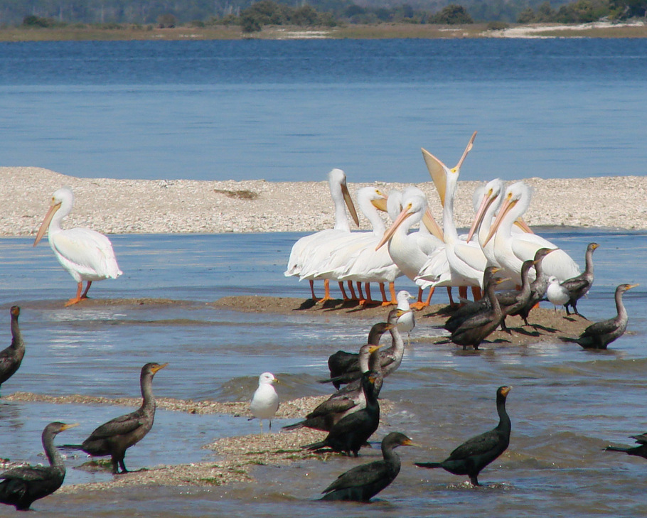 White Pelicans and Cormorants around Cedar Key