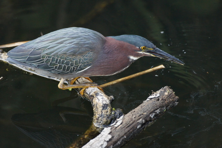 Green Heron with fish in mouth Everglades National Park