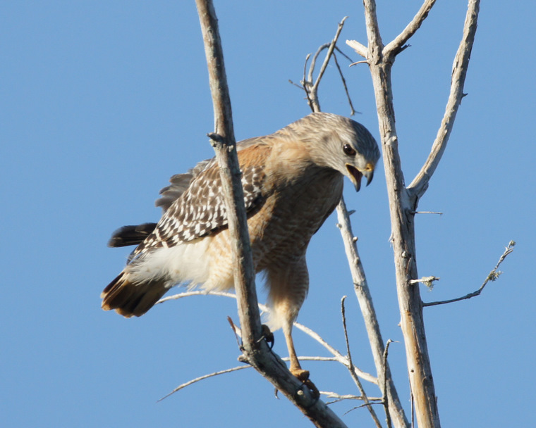 Red Shouldered Hawg Big Cypress Preserve